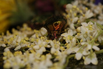 golden beetles feeding on flower pollen Cetonia aurata golden scarab beetle