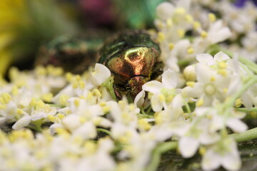 golden beetles feeding on flower pollen Cetonia aurata golden scarab beetle
