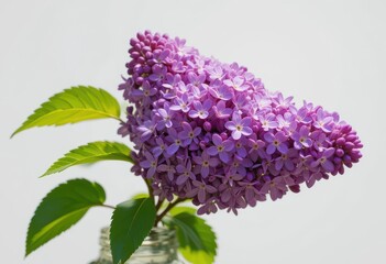 the lilac or common lilac frontal street