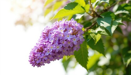 the lilac or common lilac frontal street