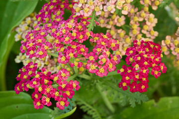 Wild Yarrow Flowers with White Petals and Yellow Centers
