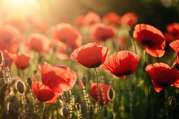 Fototapeta premium Sunlit field of vibrant red poppies