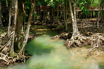 Roots of trees in Peat Swam Forest , landscape at Thapom Klong Song Nam, Krabi Thailand.