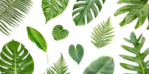 Tropical Green Leaves on White Background: Nature Design  png transparent background 