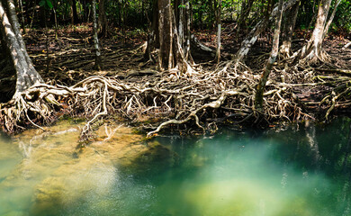 Roots of trees in Peat Swam Forest , landscape at Thapom Klong Song Nam, Krabi Thailand.