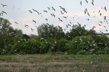 Hundreds of black-headed gulls in synchronized flight above a reed-covered wetland. Dense green...