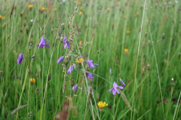Close-up of delicate purple bellflowers and yellow blooms scattered in a lush green summer meadow....
