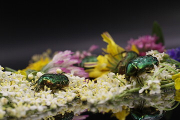 golden beetles feeding on flower pollen Cetonia aurata golden scarab beetle
