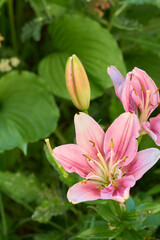 Pink Lily Flowers in Garden
