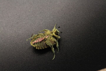 golden beetles feeding on flower pollen Cetonia aurata golden scarab beetle