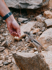 Feeding a Barbary Ground Squirrel in Fuerteventura, Canary Islands, Spain