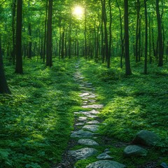 Obraz premium Sunlight filters through a lush forest path inviting exploration and serenity