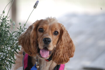 english cocker spaniel