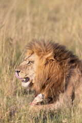 Lion Licking Lips