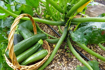 Farmer harvesting fresh zucchini from garden in wicker basket