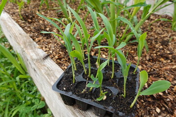 Farmer growing corn seedlings in seed tray in garden