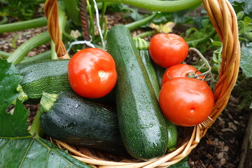 Freshly picked tomatoes and zucchinis resting in a wicker basket