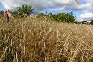 Ripe rye field swaying gently in the summer breeze near houses