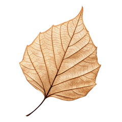 Fototapeta premium autumn leaf 