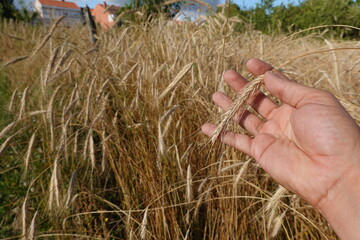 Farmer holding rye grain in field of cereal crop