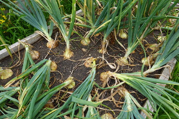 Onions growing in raised garden bed with green shoots