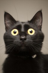 Close-up of a black cat with striking yellow eyes, capturing a curious and intense expression against a neutral background.