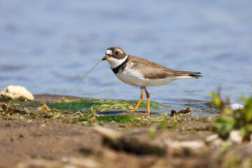 A Plover walking on a beach in Ontario Canada