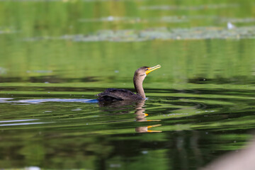 A Cormorant swimming gracefully in a pond