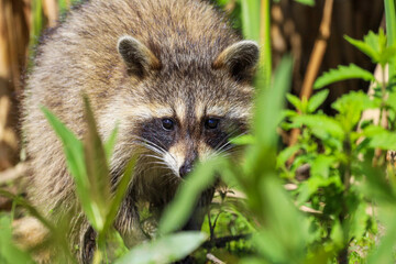 Fototapeta premium Cute young Raccoon peeking behind tall green grass