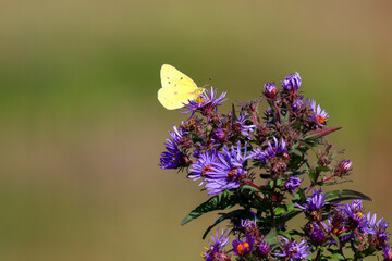 Clouded sulphur butterfly perched on a purple aster flower