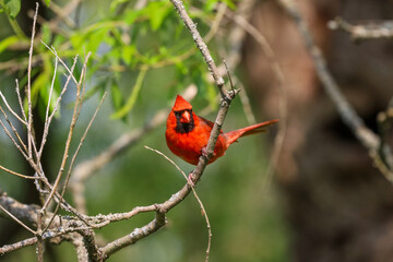 Bright red Northern Cardinal perched on a tree branch 