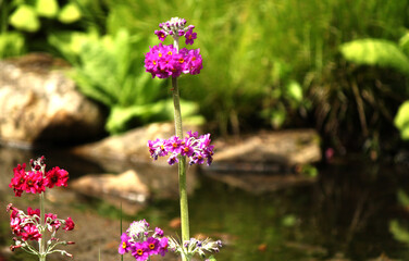 Obraz premium Candelabra Primula, specifically Primula pulverulenta or Primula beesiana