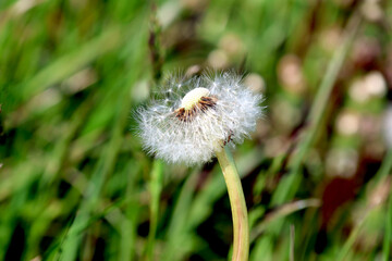 Close-Up of a Dandelion with Seeds Ready to Fly.