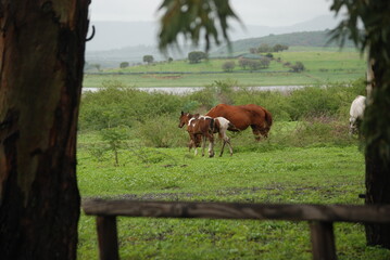 horse in the field