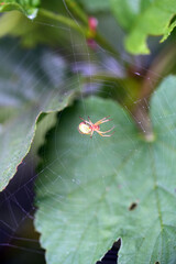 spider on the web