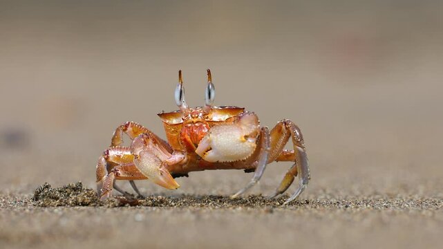 A ghost crab on a beach in Costa Rica 