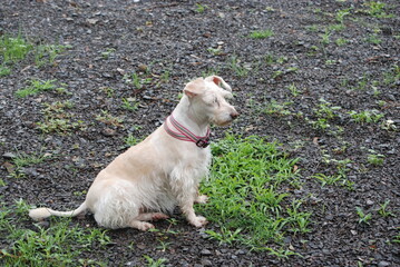 jack russell terrier sitting on the grass