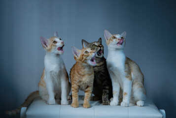 A group of playful cats joyfully singing together in a bright and cheerful atmosphere