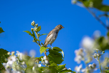 bird on a branch3