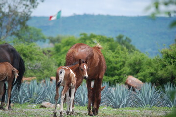 foal and mare