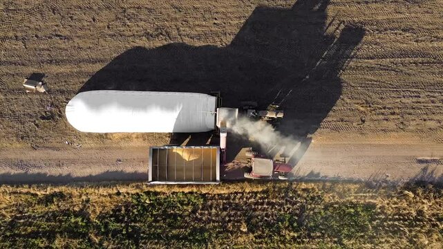 Vista cenital a&eacute;rea de tractor con descarga de ma&iacute;z en bolsas para acopio, semillas cayendo, campos sembrados con ma&iacute;z y trigo	