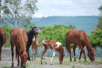 herd of horses