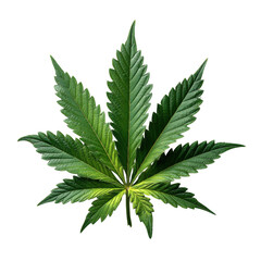 Cannabis leaf isolated on transparent background