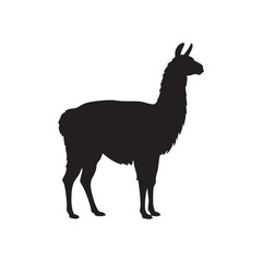 Fototapeta premium Elegant Llama Standing Profile in Black Silhouette This