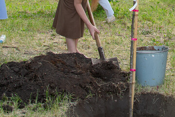 Work on planting young trees in the city park