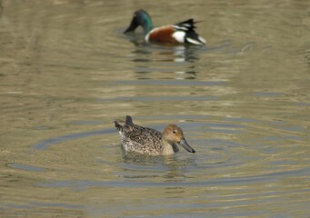 Northern Shoveler Female Swimming on Still Water