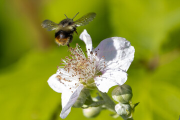 bee on flower3