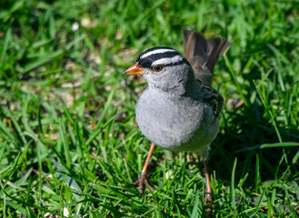 Sparrows
