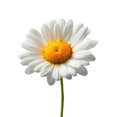 Fototapeta premium White daisy with yellow center and green stem isolated on a transparent background flower white petals