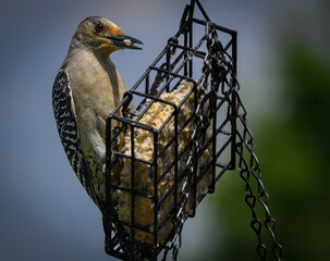 Red-bellied Woodpecker